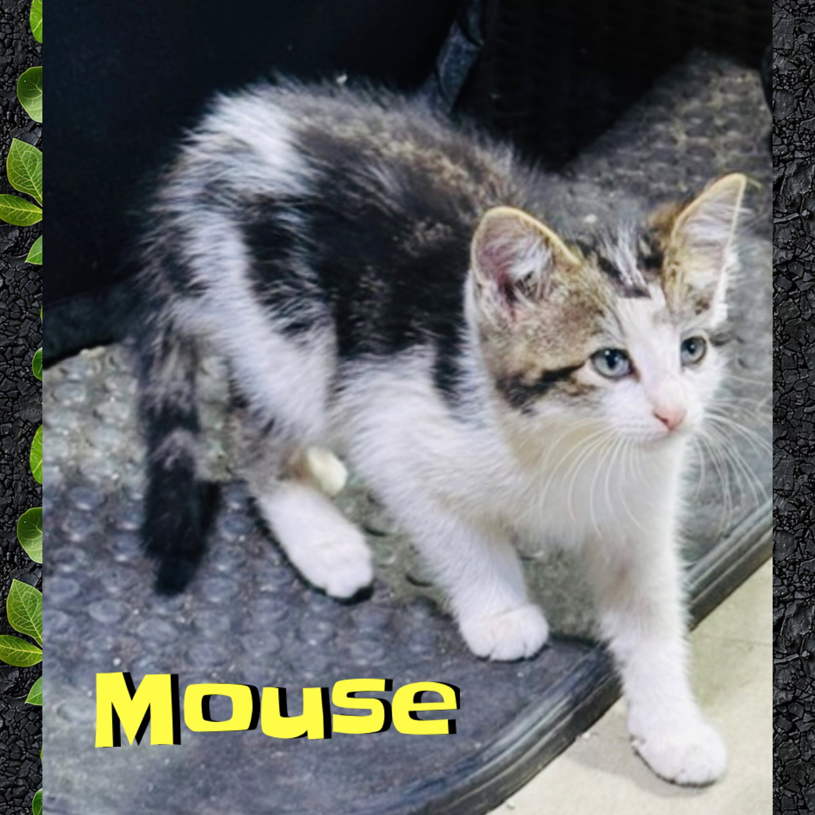 Mouse