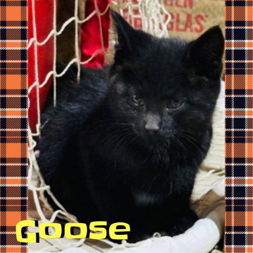 Goose