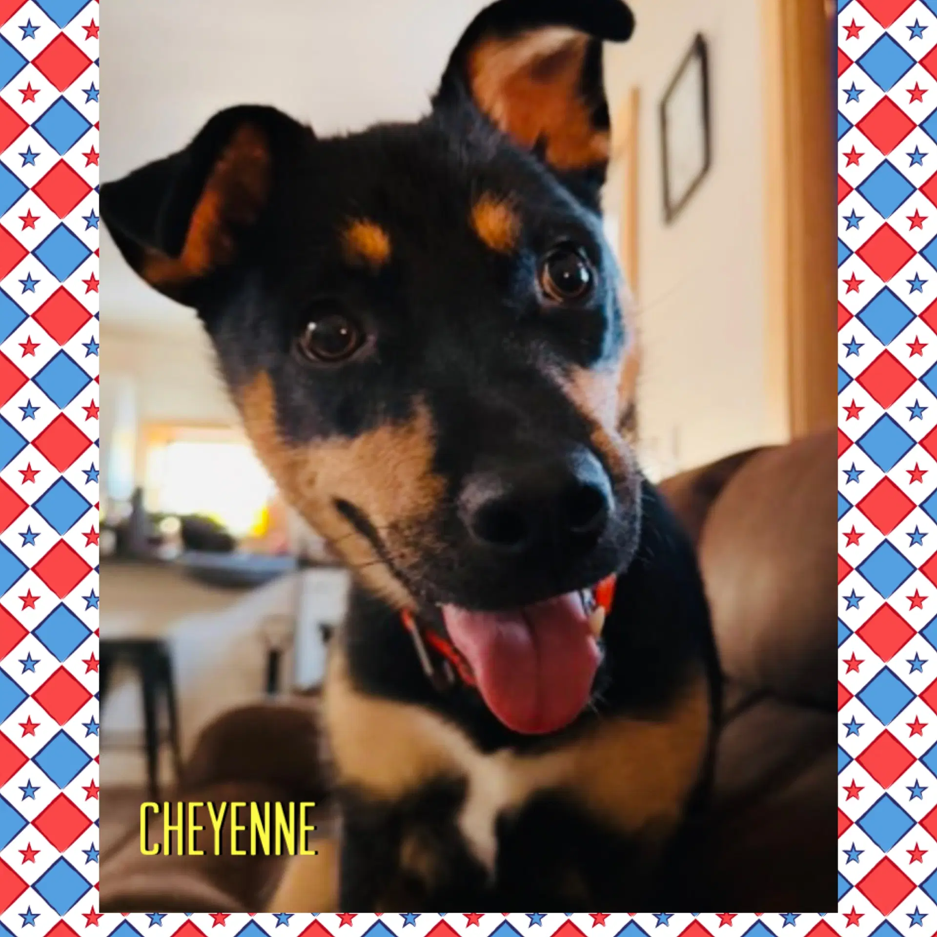 Cheyenne - Shepherd