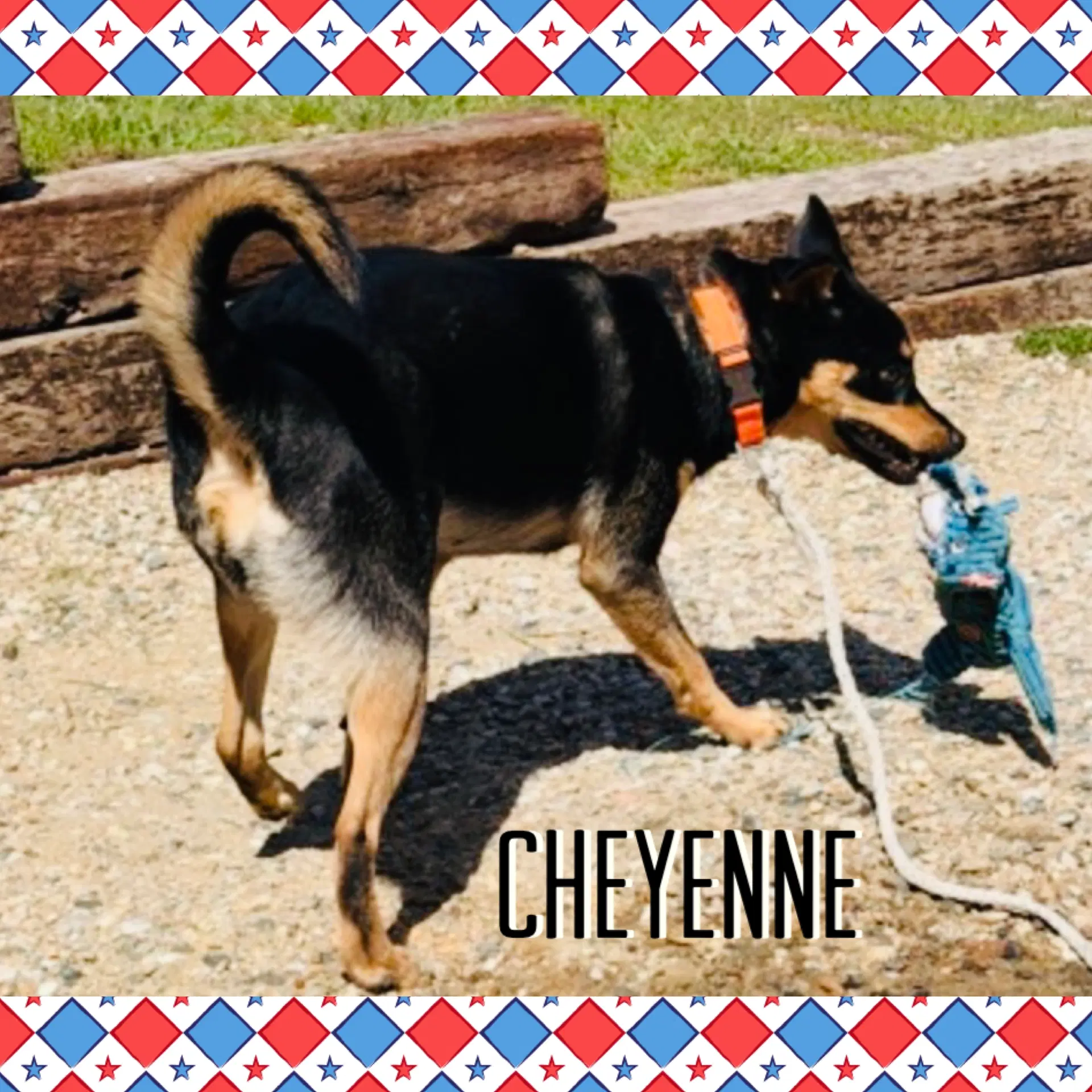 Cheyenne image 2