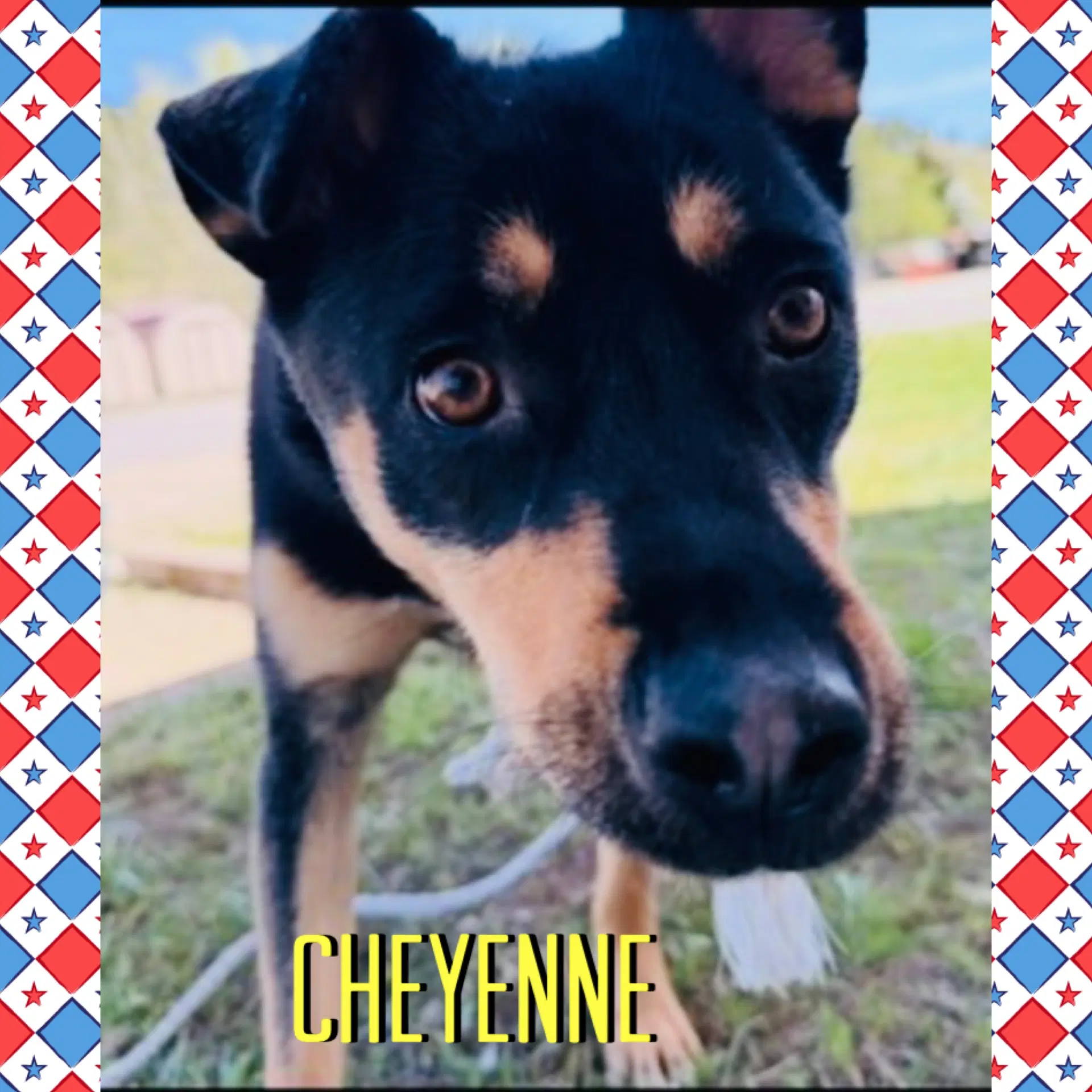 Cheyenne image 3