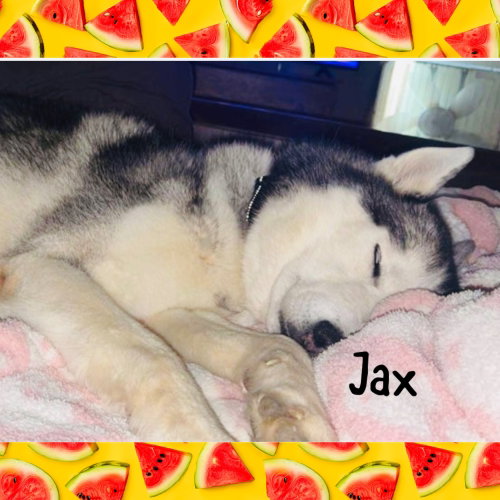 Jax photo 2