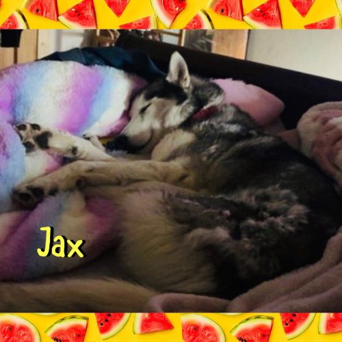 Jax photo 3