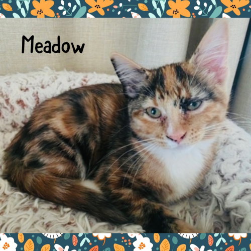 Meadow