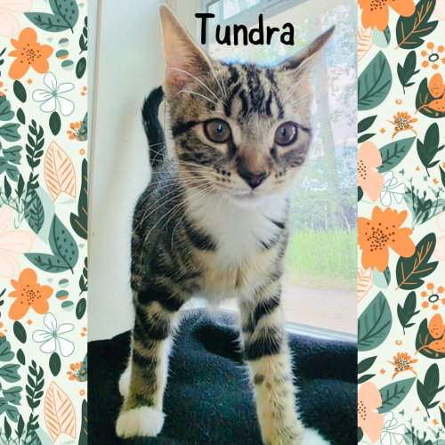 Tundra