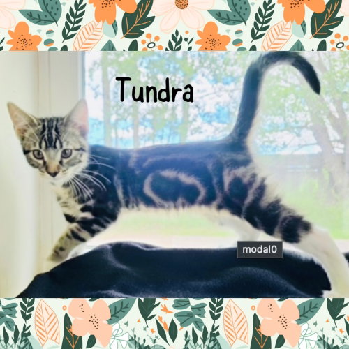 Tundra photo 2