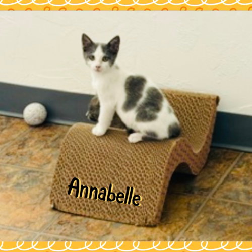 Anabelle photo 2