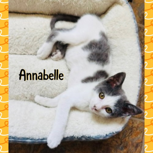 Anabelle photo 4