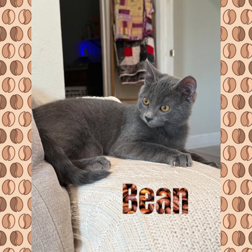 Photo 2 of Bean