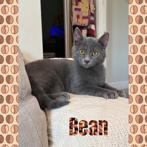 Bean, a cat for adoption from Beartooth Humane Alliance