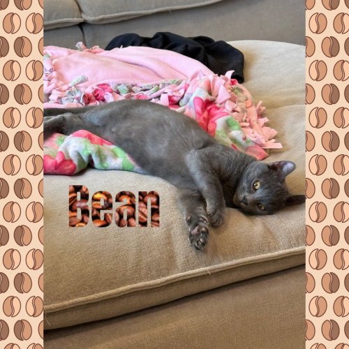 Photo 3 of Bean