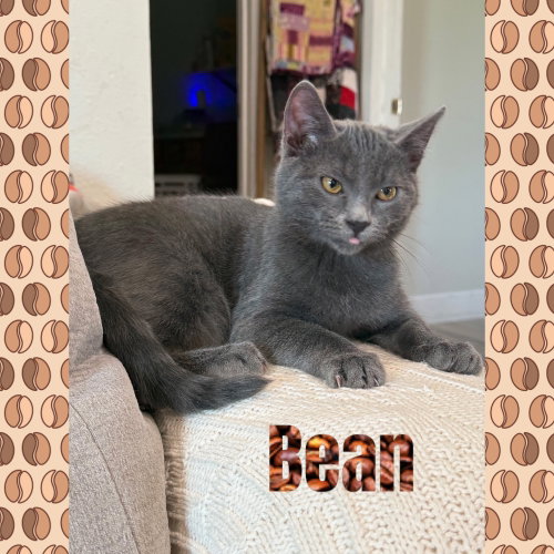 Photo 4 of Bean