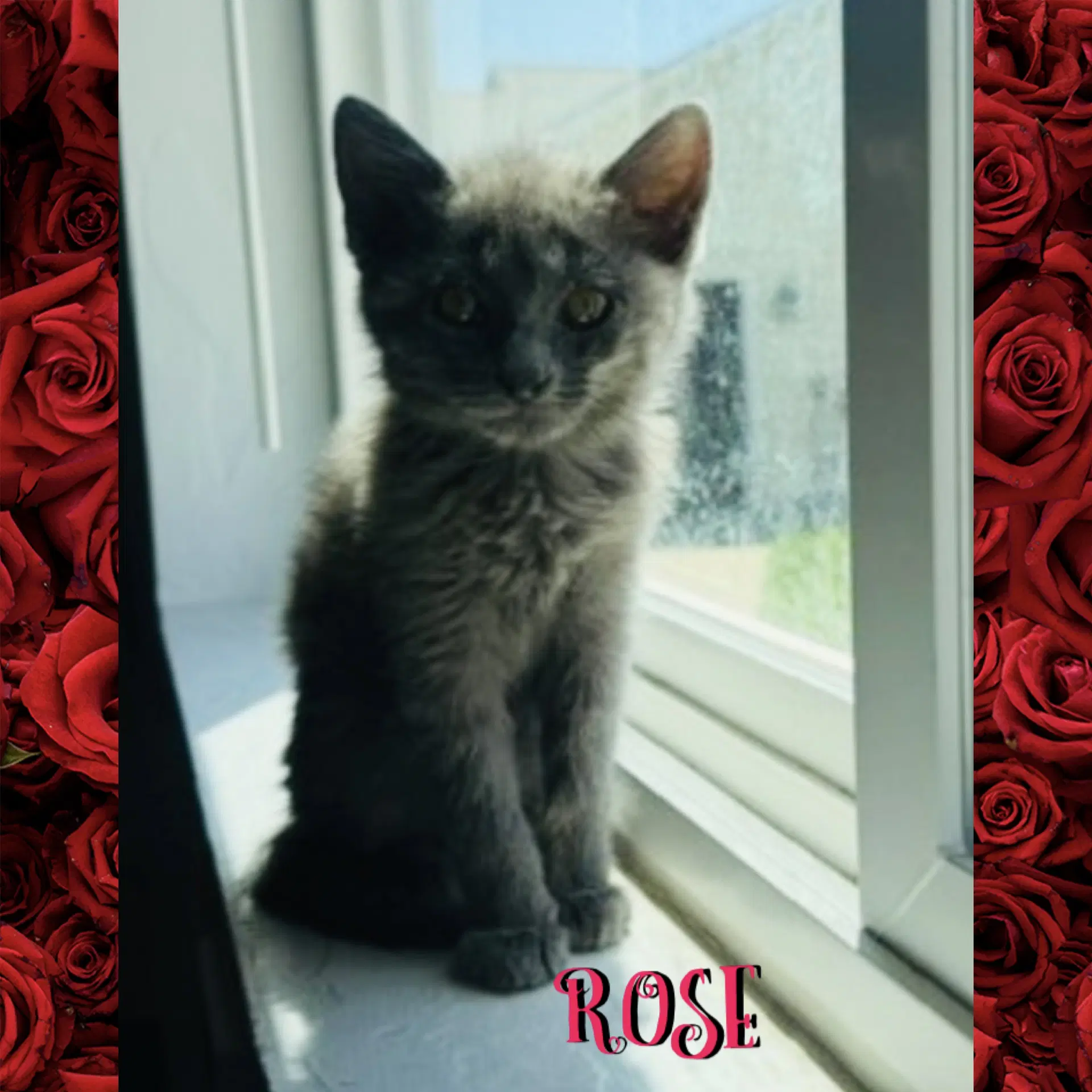 Rose - Domestic Short Hair