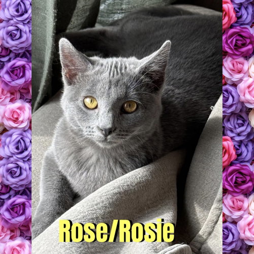 Photo 3 of Rose/Rosie