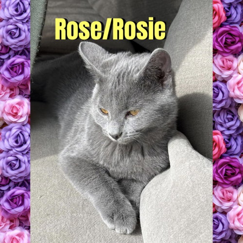 Photo 4 of Rose/Rosie