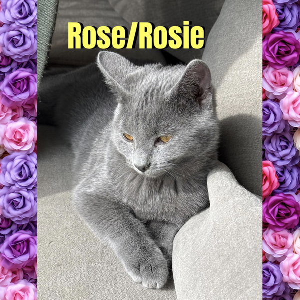 Rose/Rosie