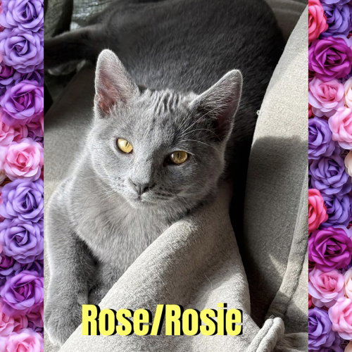Rose/Rosie, a cat for adoption from Beartooth Humane Alliance