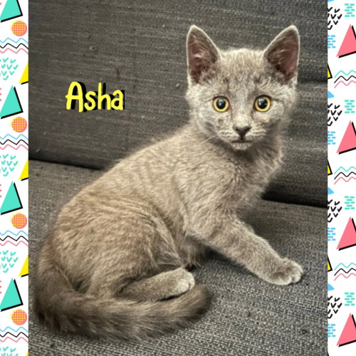 picture of the cat needing adoption