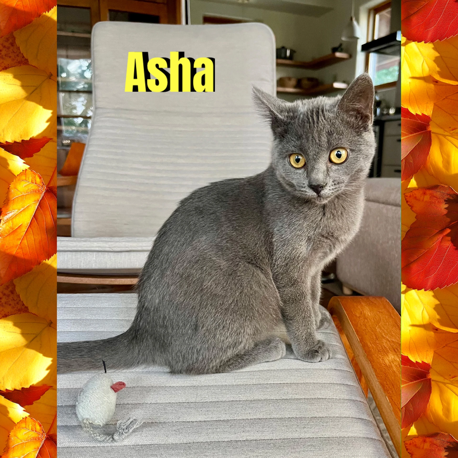 Asha