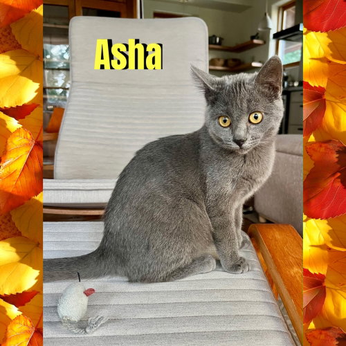 Asha, a cat for adoption from Beartooth Humane Alliance