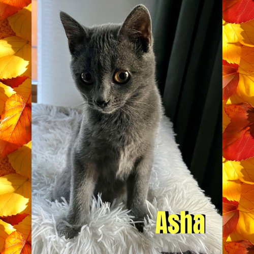Photo 2 of Asha