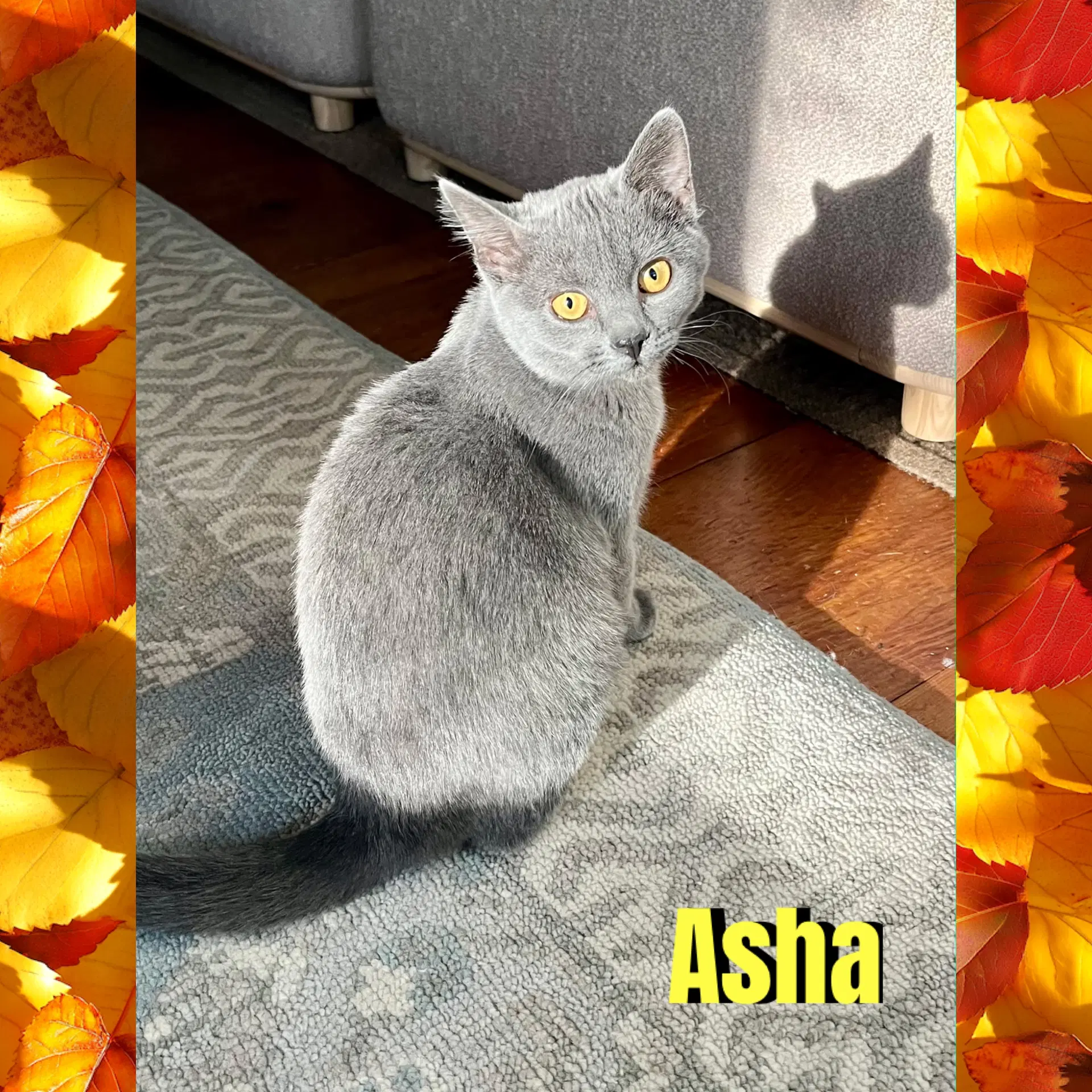 Asha image 3