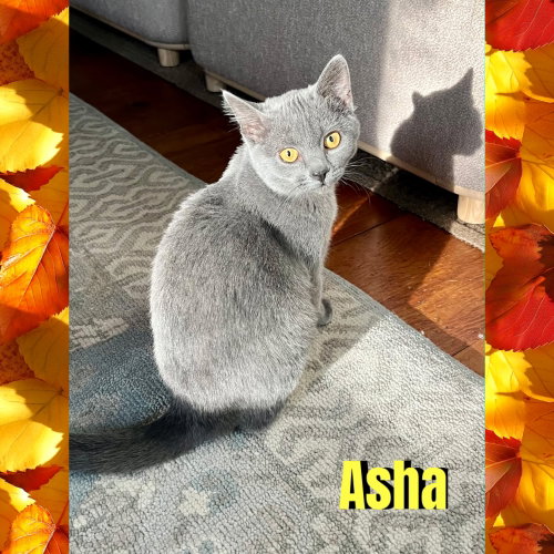 Photo 3 of Asha