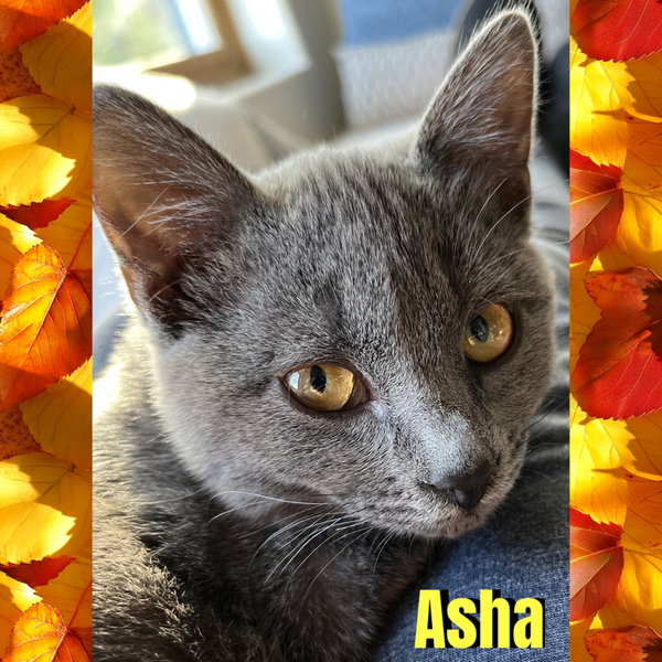 Asha
