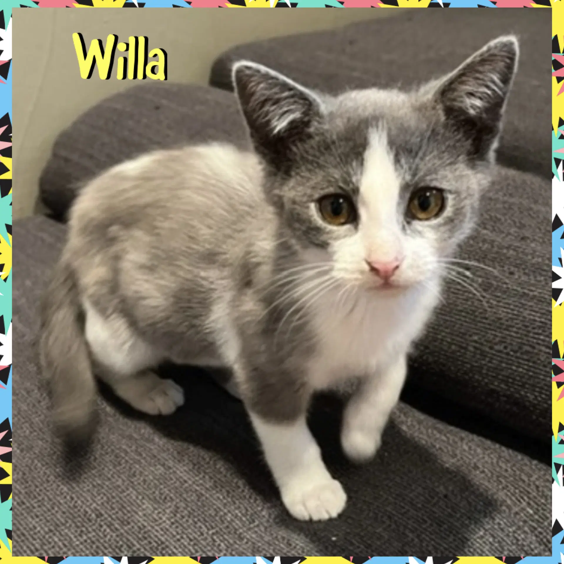 Willa - Domestic Short Hair