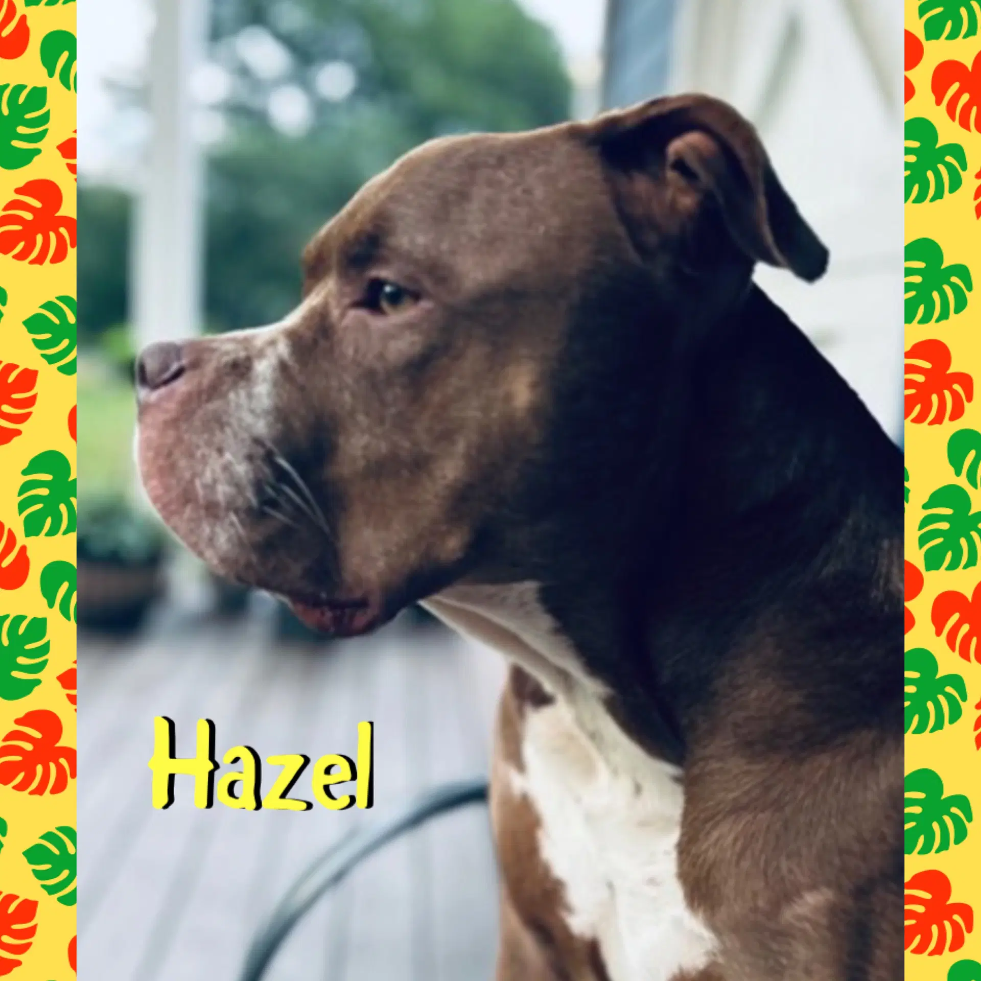 Hazel - American Bulldog