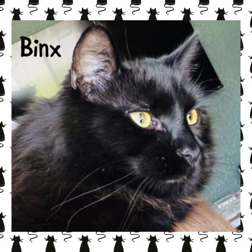 picture of the cat needing adoption