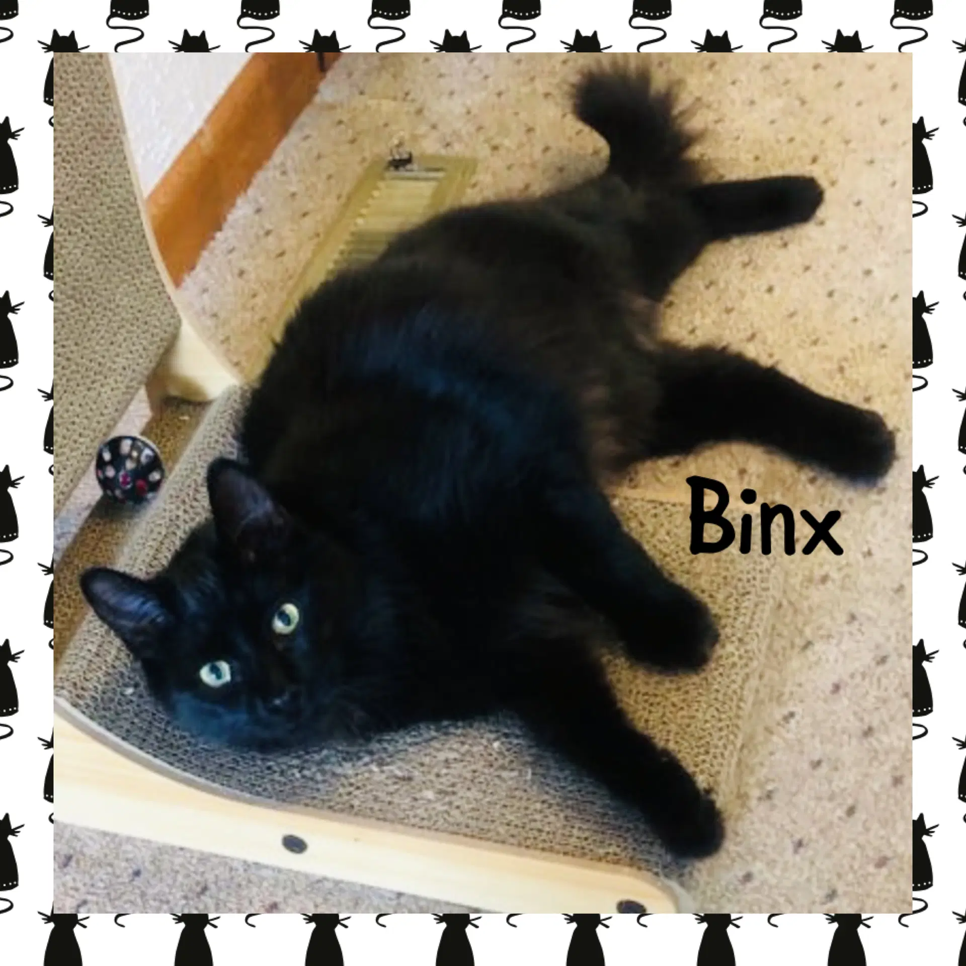 Binx image 2