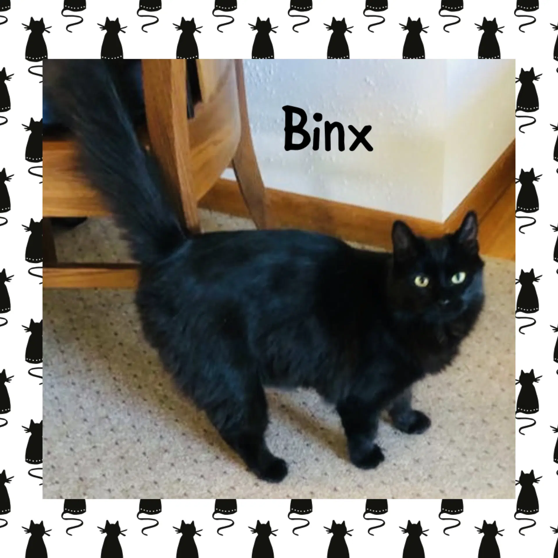 Binx image 3