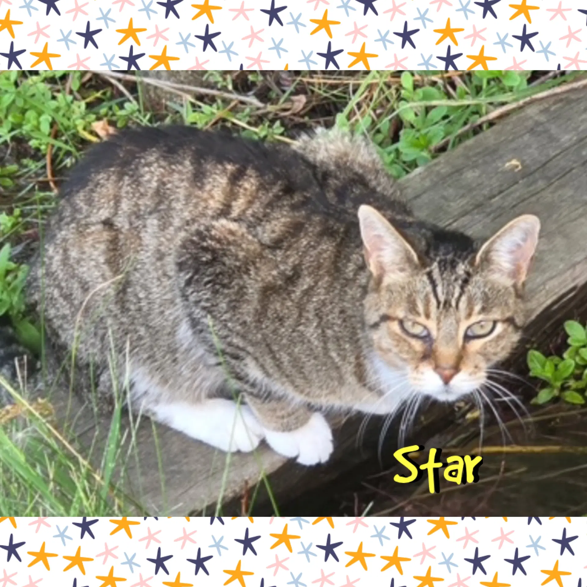 Star image 2