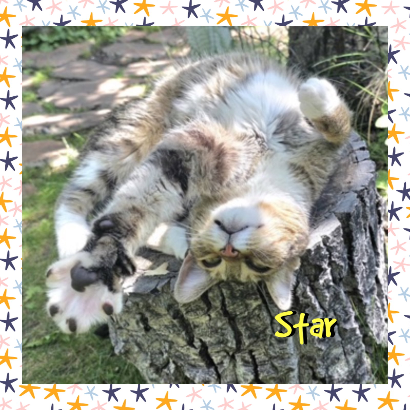 Star, photo 3
