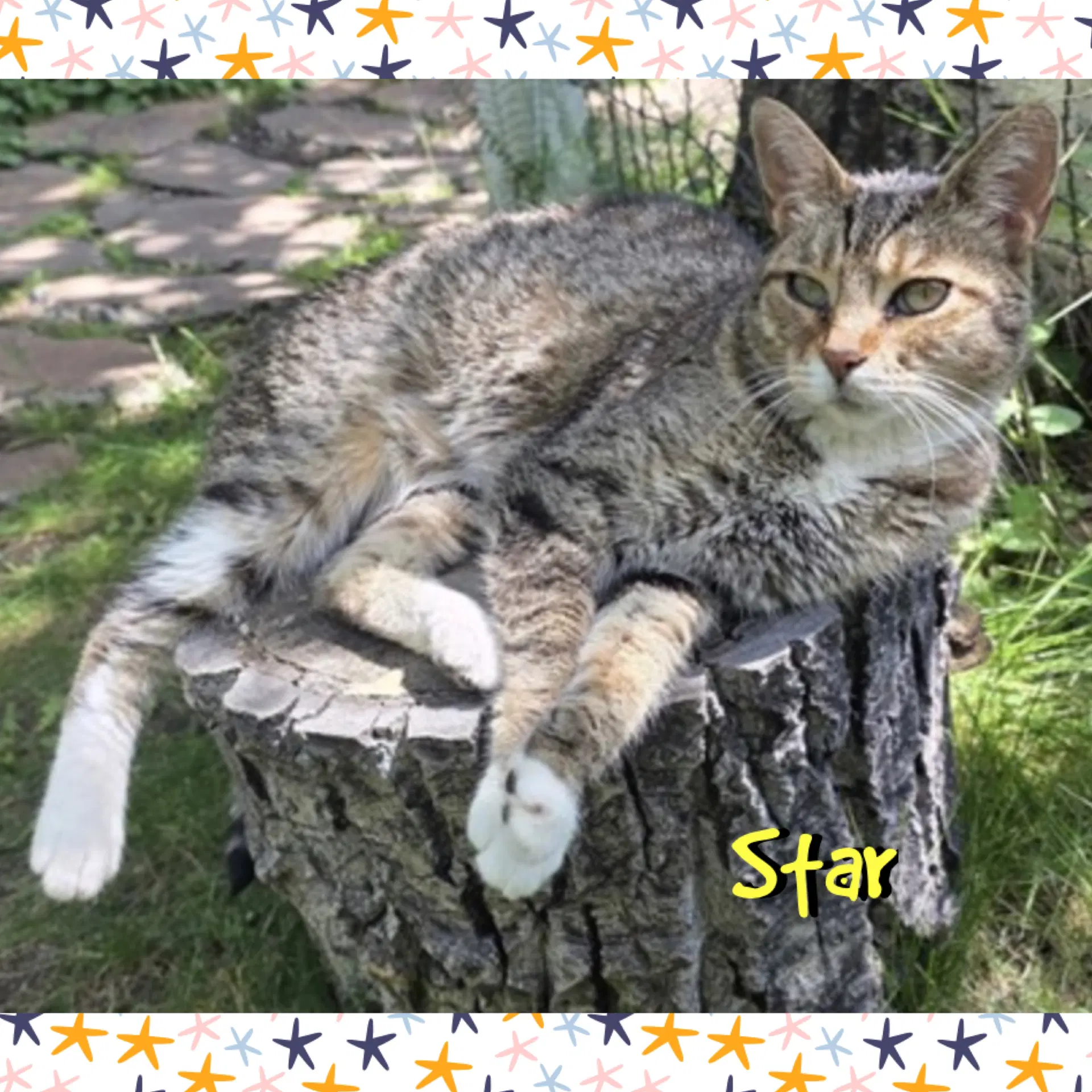 Star image 4