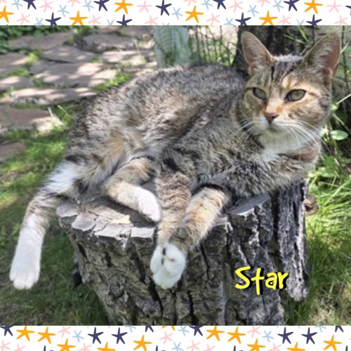 Photo 4 of Star
