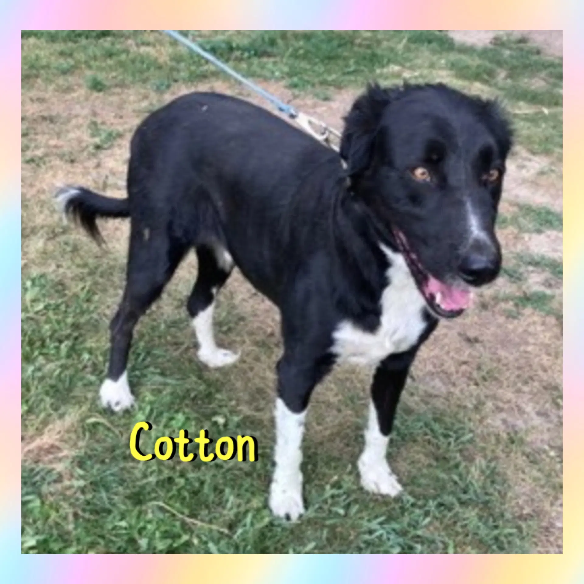 Cotton image 2