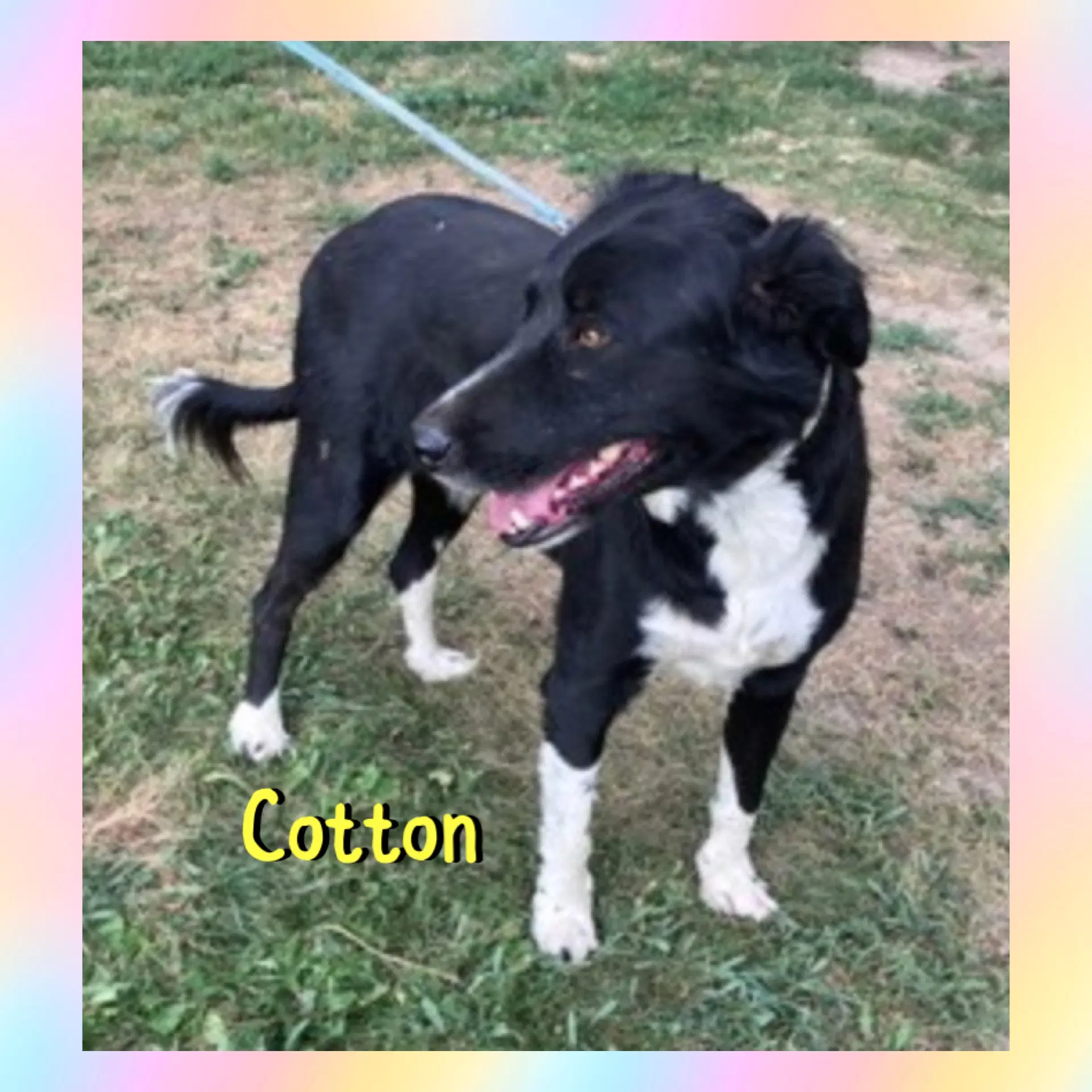 Cotton image 3