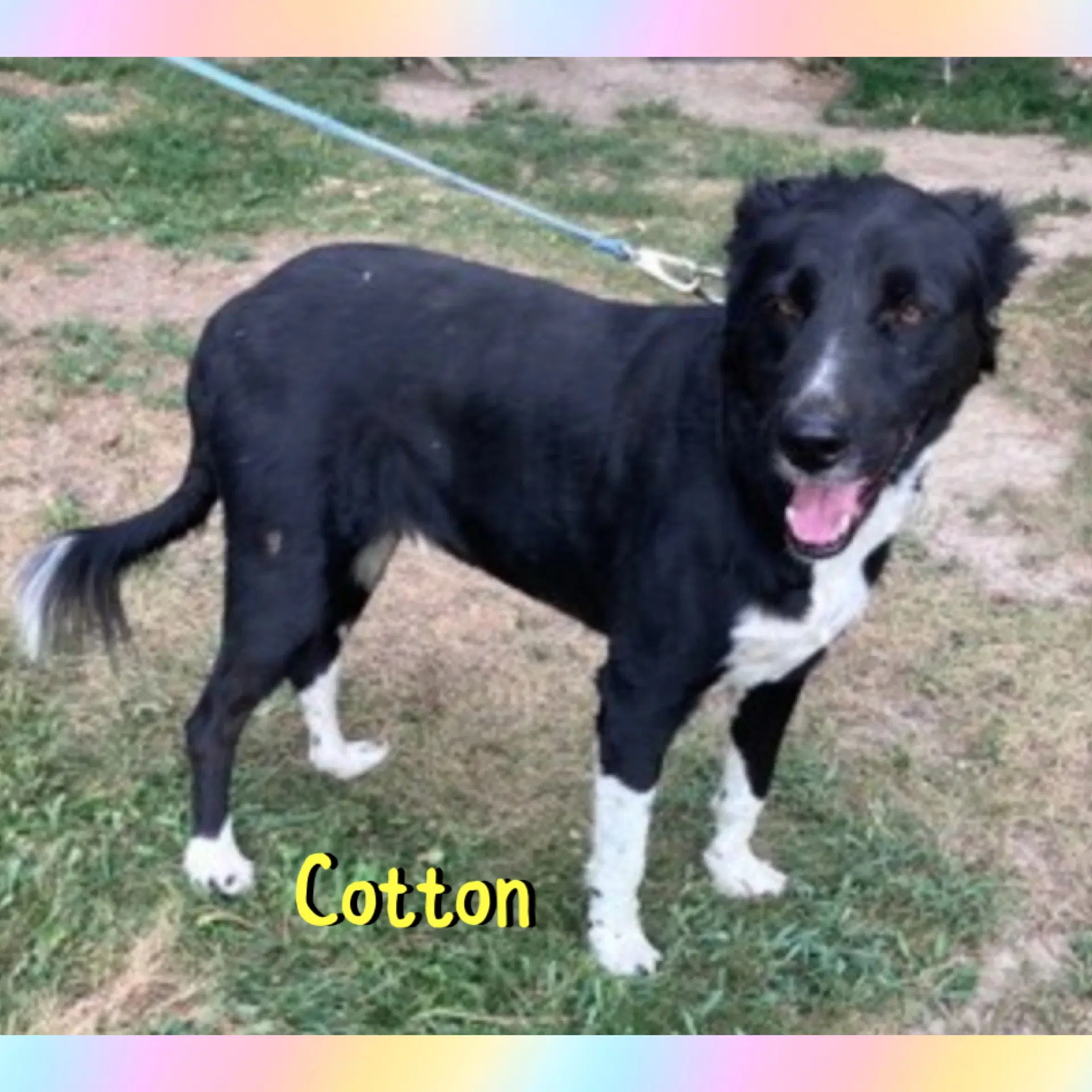 Cotton image 4