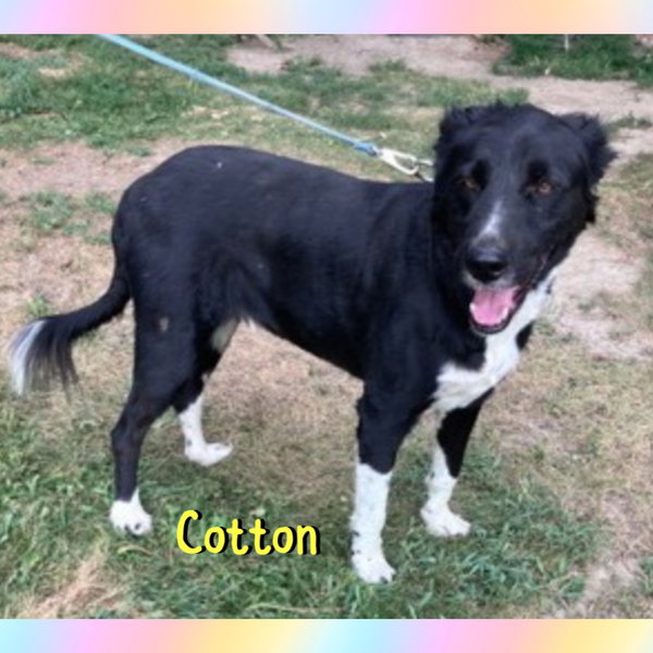 Cotton