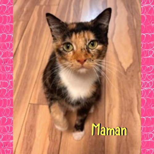 picture of the cat needing adoption