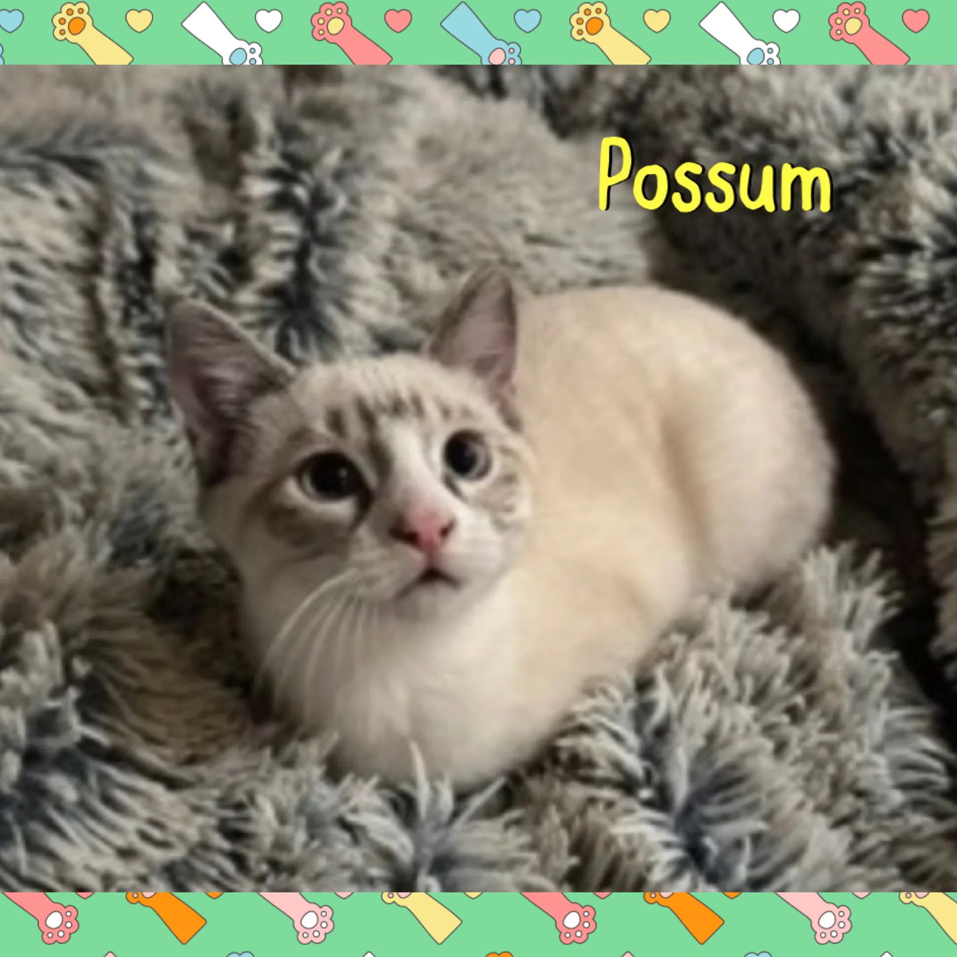 Possum image 1