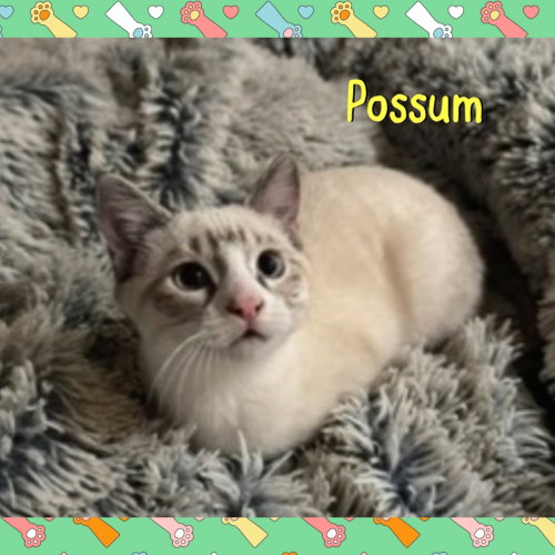 picture of the cat needing adoption
