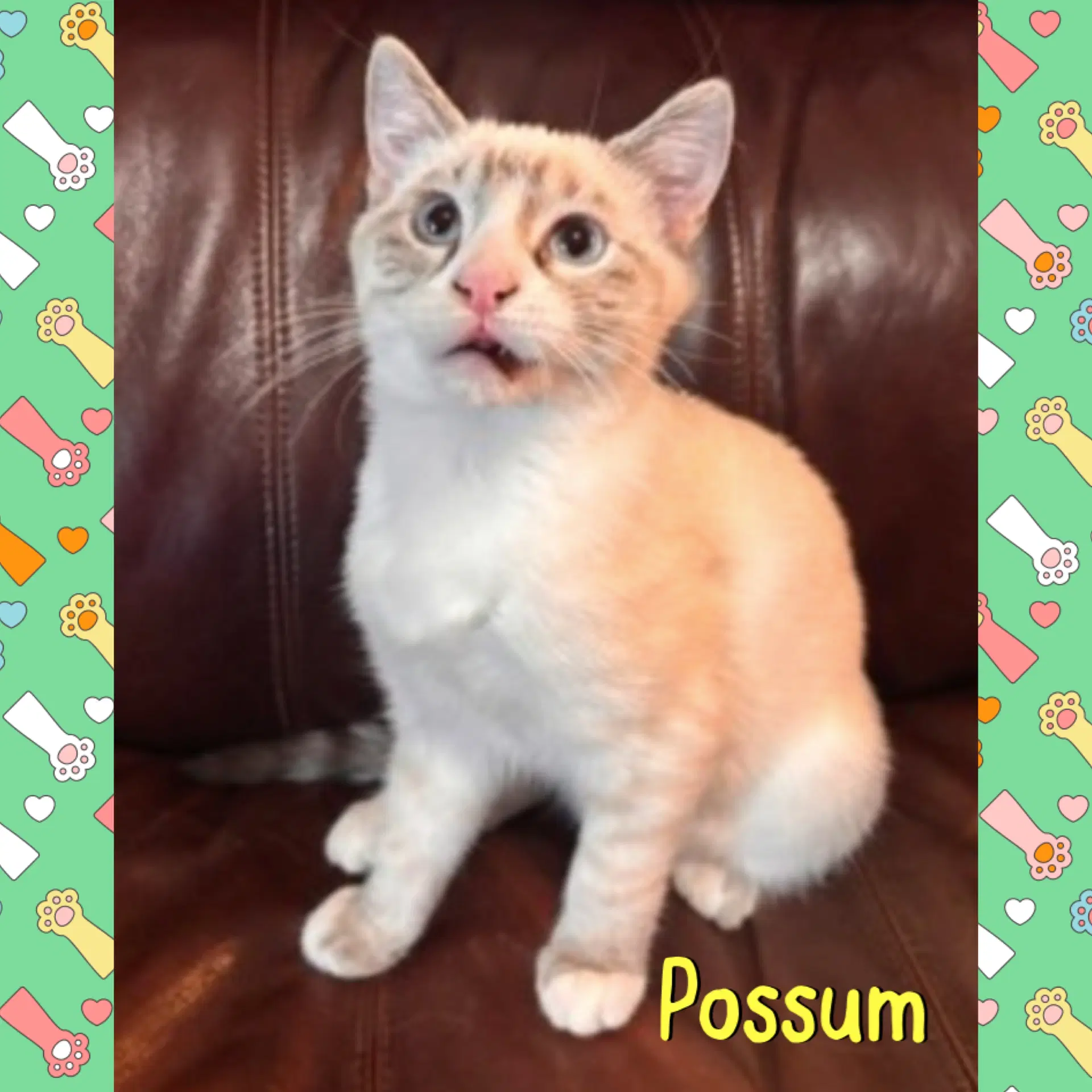 Possum image 2
