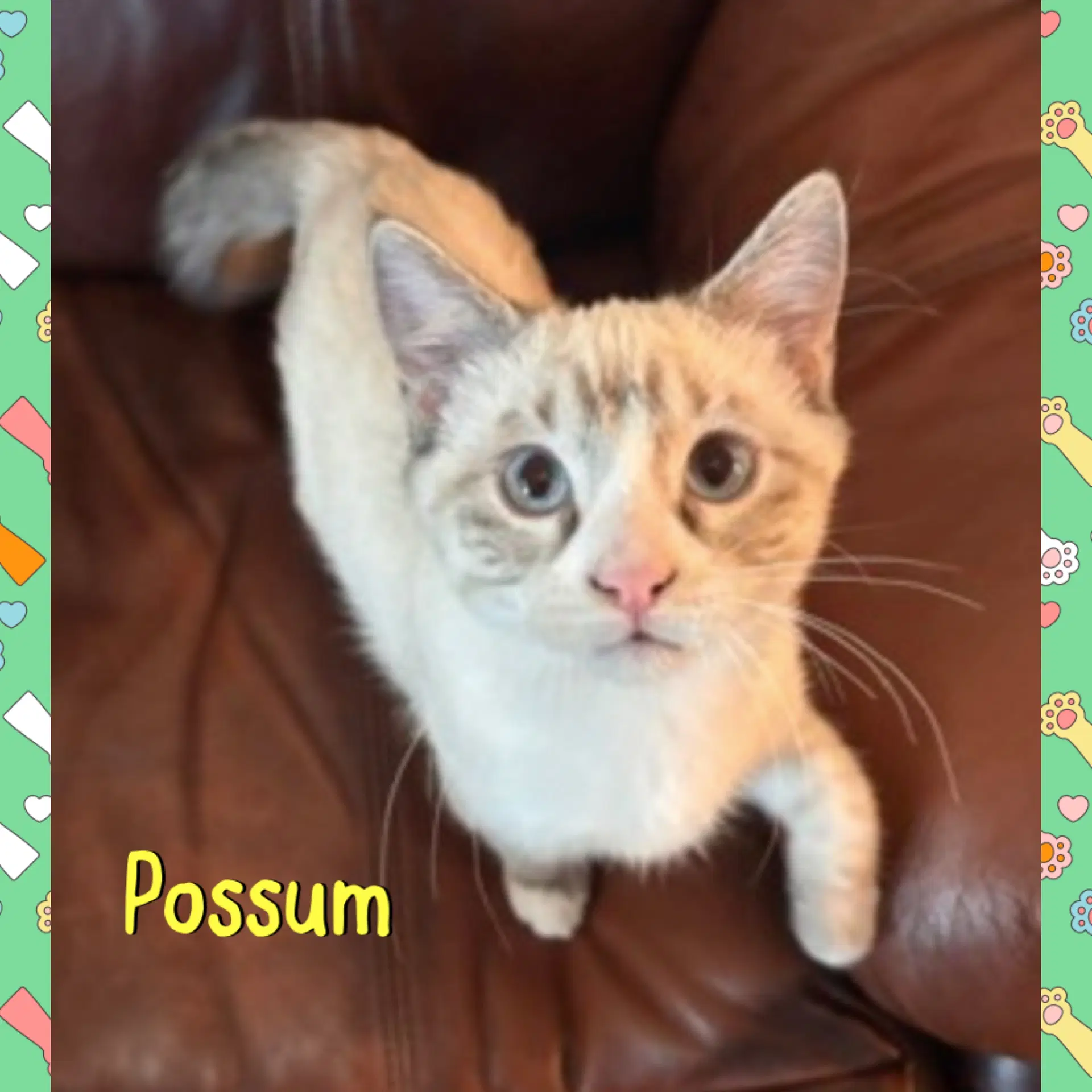 Possum image 3