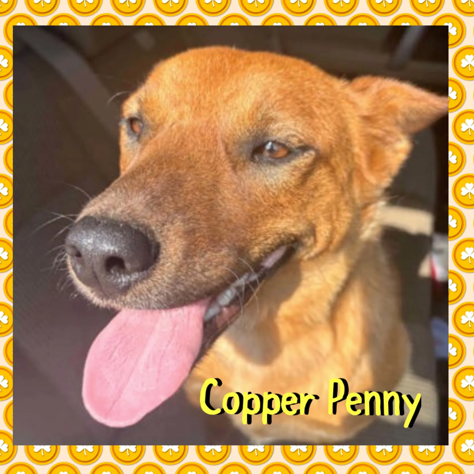 Copper Penny image 2