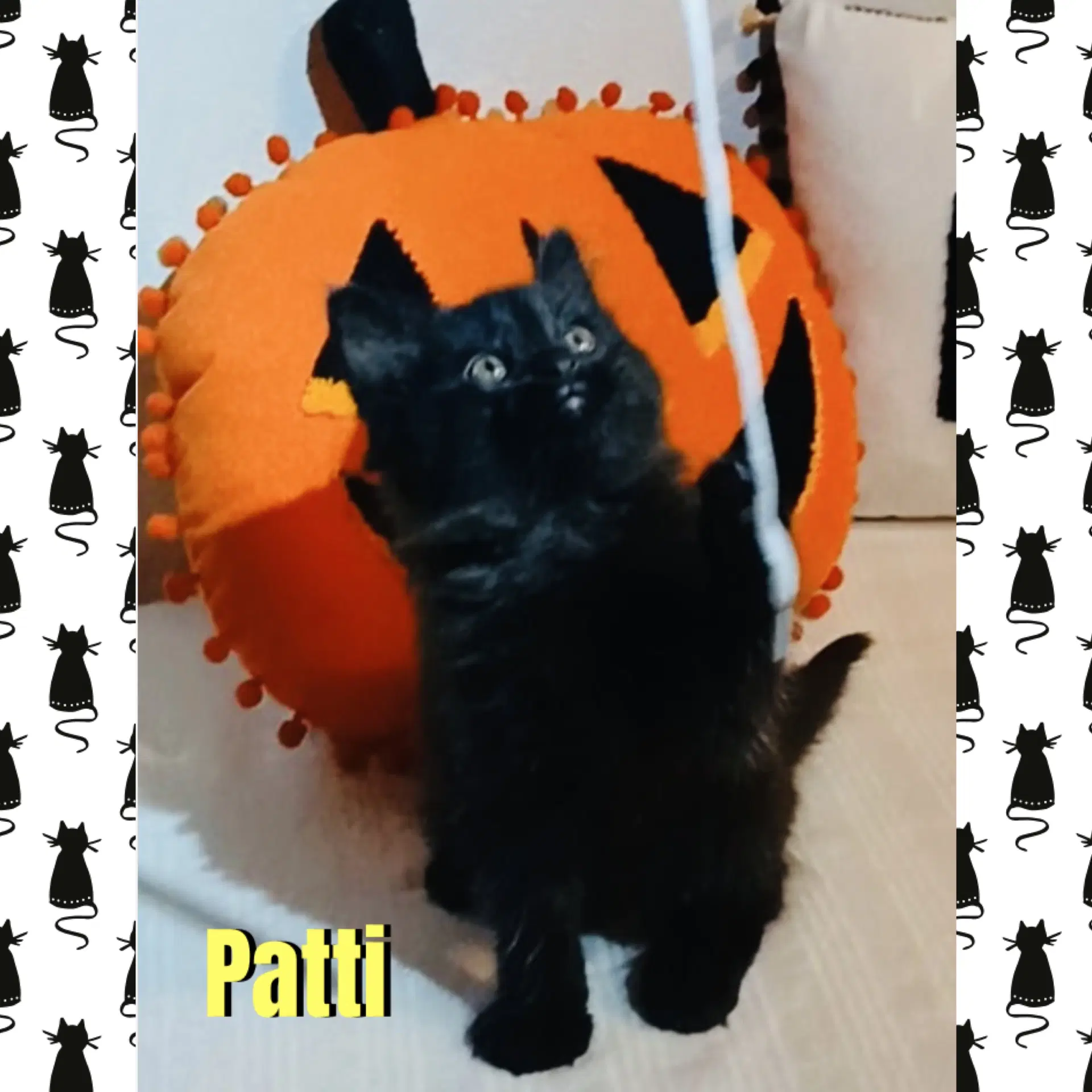 Patti - Domestic Long Hair