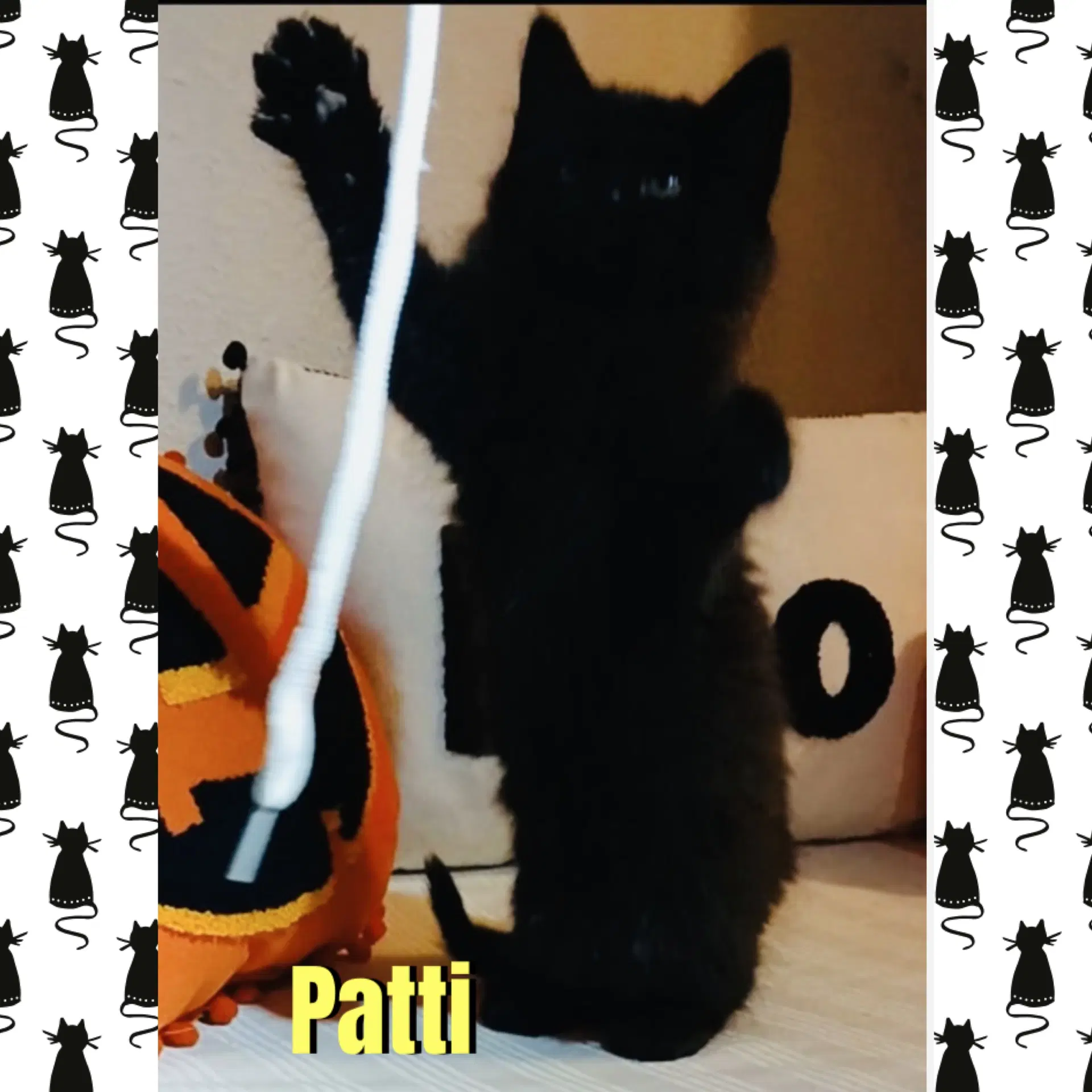 Patti image 3