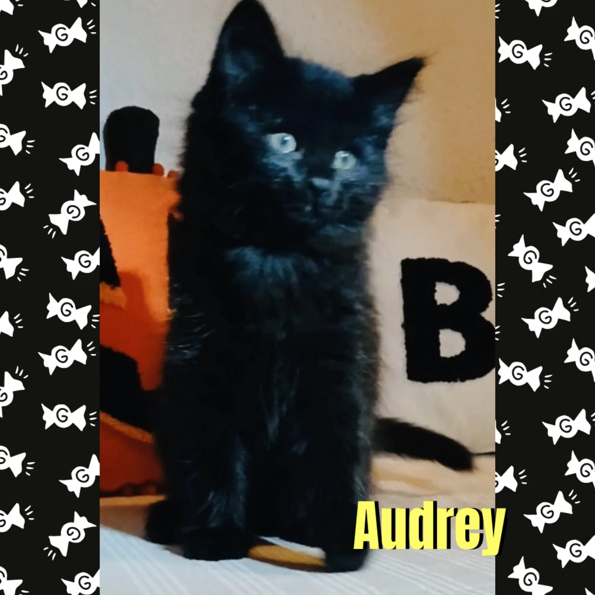 Audrey - Domestic Medium Hair
